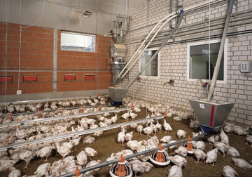 Gefluegelmast-poultry-growing-Augermatic-2-Big-Dutchman.jpg